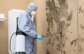 Why You Should Choose Our Mold Remediation Services in Southwest Greensburg, PA